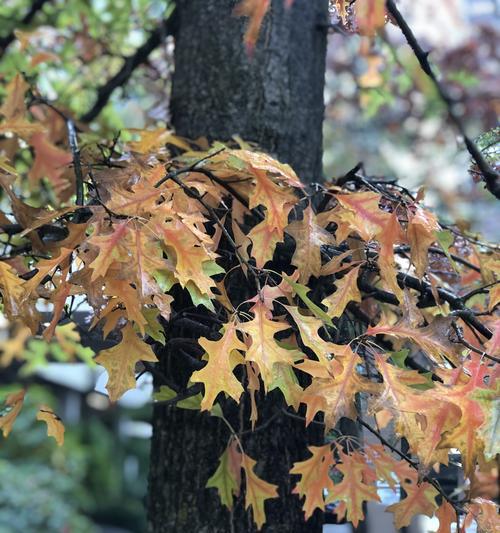 橡树的花语和文化含义（探寻橡树花的神秘世界）