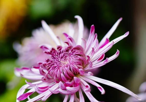 蝶恋花花语（从花朵中窥见恋爱的微妙之美）