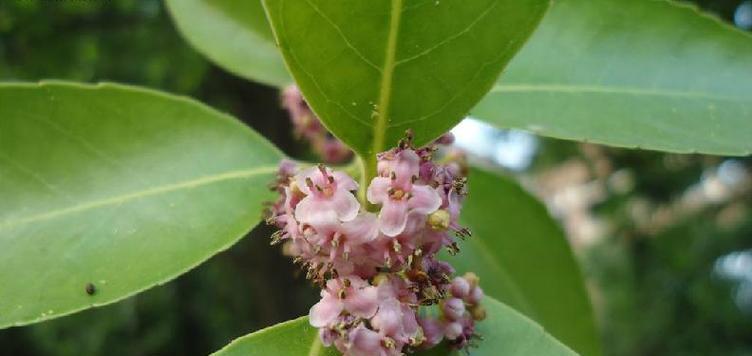 冬青开花（探寻冬青开花的象征意义和花语之谜）