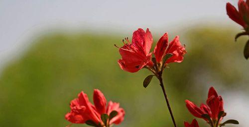 杜鹃花的象征意义及文化内涵（探索杜鹃花的神秘魅力与美丽传说）