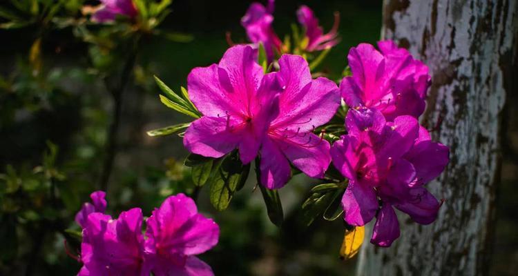 杜鹃花的花语象征与寓意（杜鹃花花语的是“希望”）