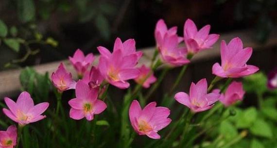 风雨兰花语——坚韧不拔的生命力（探索风雨兰的花语）