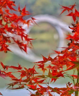 枫叶的花语（揭示枫叶的神秘符号和象征意义）