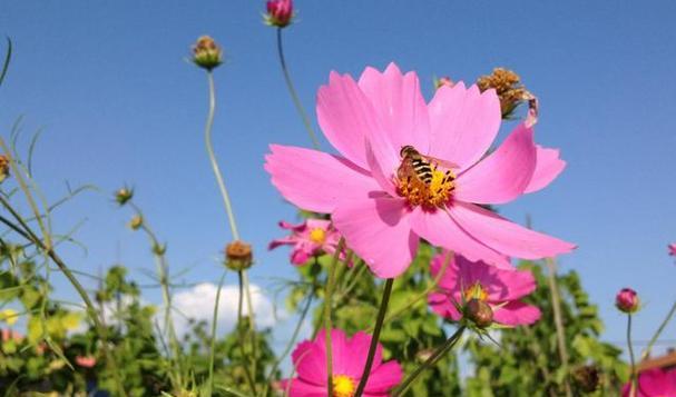 格桑花的花语与含义（揭开格桑花背后的花语谜团）