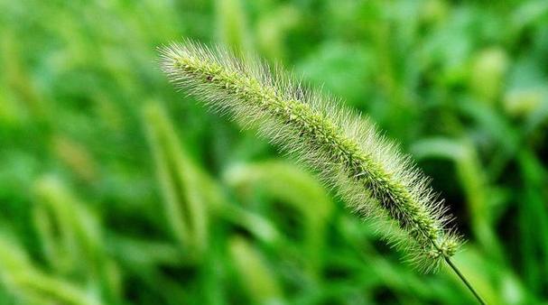 狗尾巴草（揭示狗尾巴草的神秘面纱）