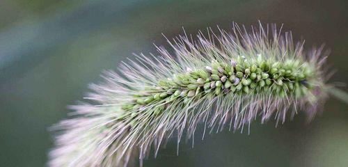 狗尾草的花语与爱情含义（探寻狗尾草花语的美丽意涵）