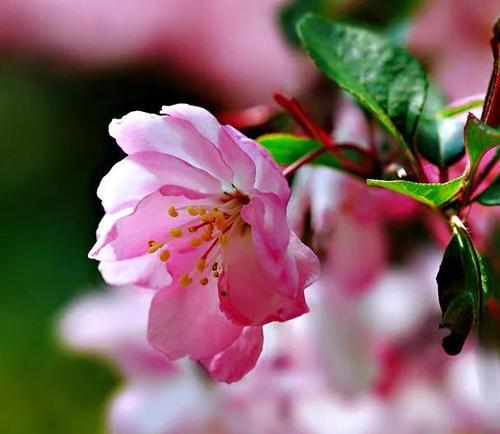 四季海棠花的花语与寓意（揭示四季海棠花所传达的美丽与希望）