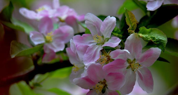 春海棠花的寓意与象征风水（揭示春海棠花的秘密）