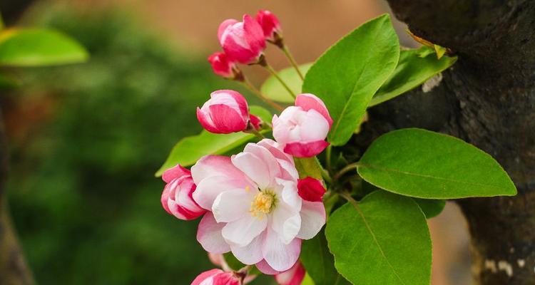 海棠花的花语及代表意义（海棠花的美丽与深意）