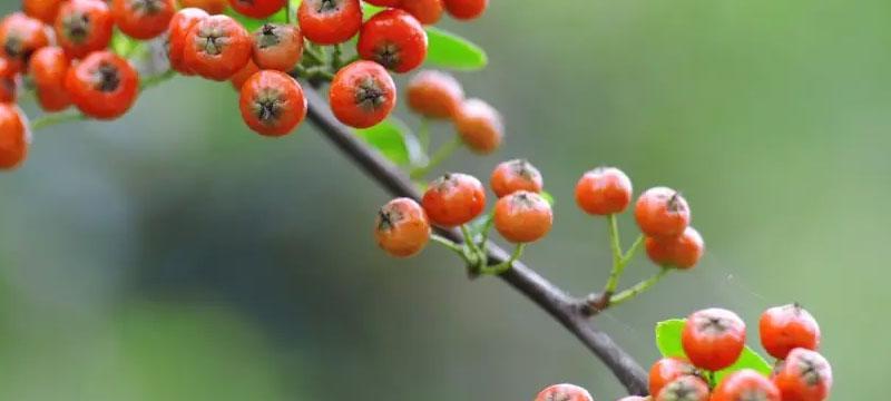 红果的花语和寓意（揭示红果独特的内涵与象征）