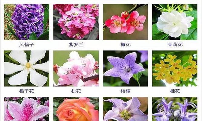 红蔷薇花语（红蔷薇花语解读及代表意义）