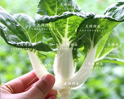 奶白菜种植最佳时间（掌握适宜时间）