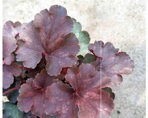 耐寒的绿植花卉种类大全（让你的花园过冬不再凋零）