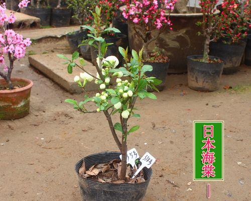 耐寒盆栽植物大全（让你的室内空间也充满生气）