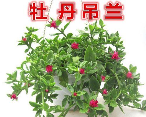 耐寒室内植物大全（让冬季也有绿色生机）