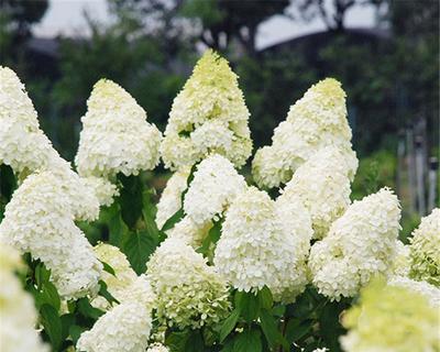 探寻耐寒又耐旱的花卉品种（抵御各种极端天气）