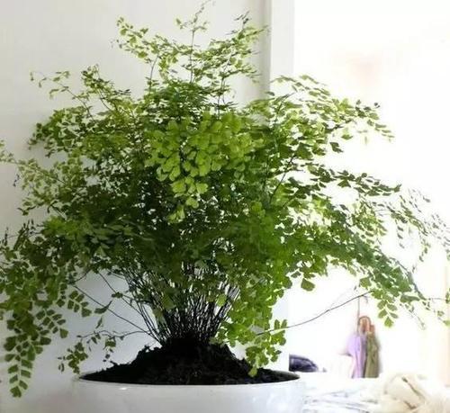 耐养的室内植物推荐（让家里更美丽的15种室内植物）