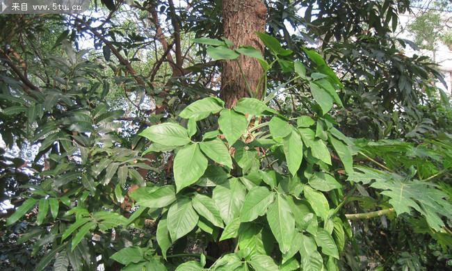 耐阴爬藤植物——绿色生命之美（探寻阴暗角落的绿色力量）