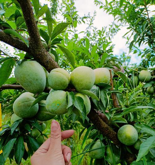 奈李果树成熟季节及栽种要点（了解奈李果树成熟的最佳时间）