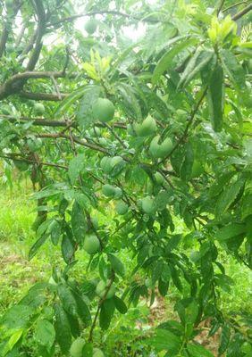 奈李成熟的时间与过程（从种植到酿造）