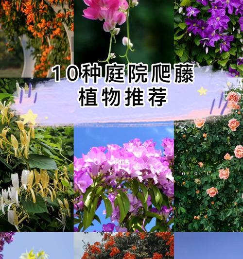 南方花卉种植指南（打造美丽花园）