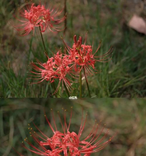 玫瑰石蒜花语（神秘）