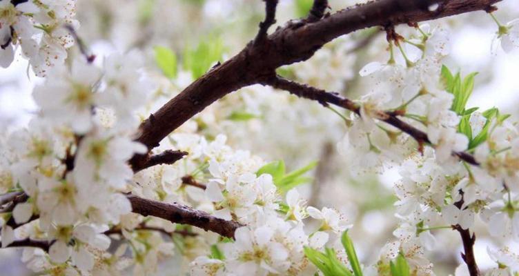 梅花的花语——坚韧不拔的生命力（用花语解读梅花的坚强品质）