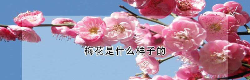 梅花先花后叶，坚韧不拔（冬季中的生命之美）