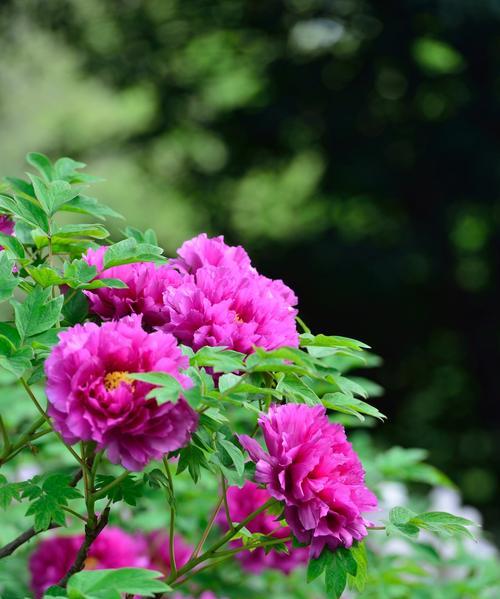 以牡丹花开寓意（花开花落）