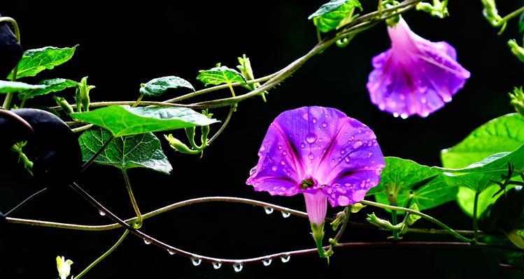 牵牛花花语（探秘牵牛花的意义和故事）