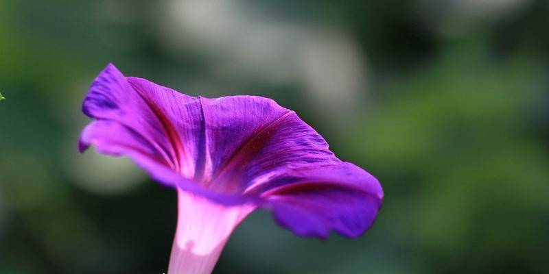 牵牛花（探索牵牛花的浪漫与美丽）