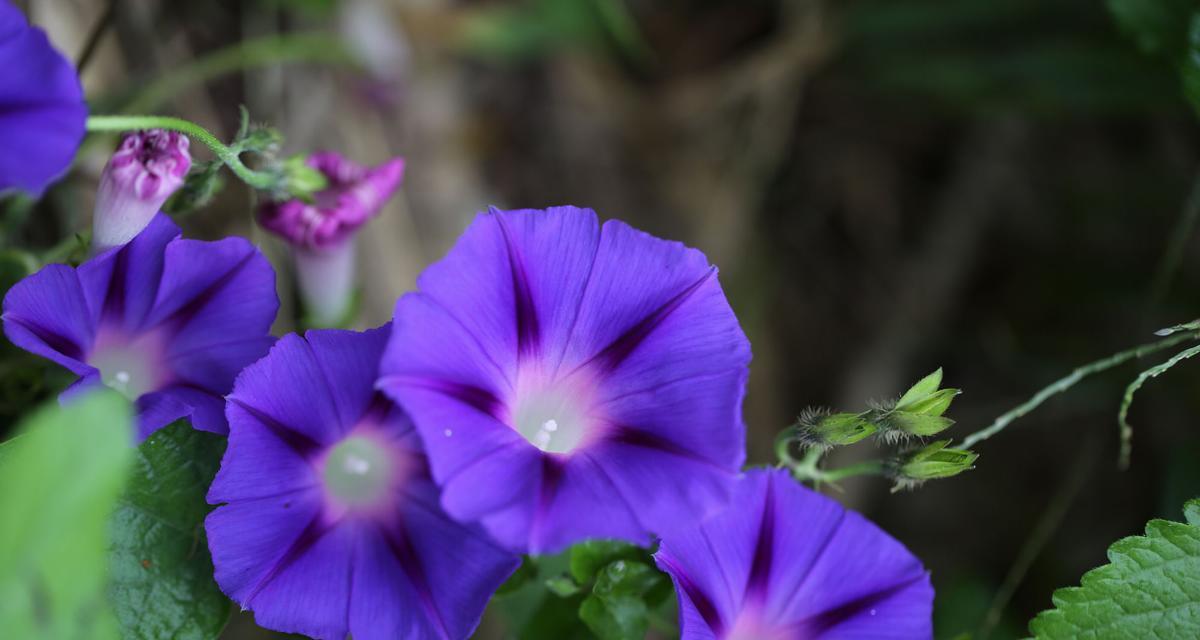 牵牛花（探寻牵牛花的花语和寓意）