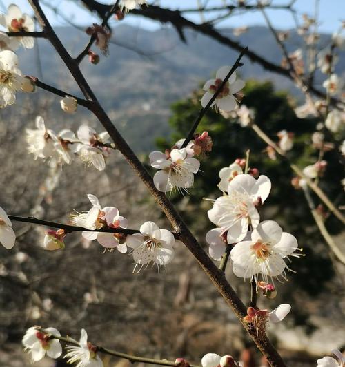 青梅花语（唤醒内心的力量）