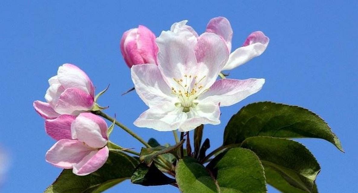 日本海棠花与花语（美丽的日本海棠花传递的五彩花语）