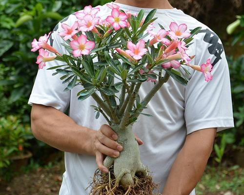 沙漠玫瑰（沙漠中的花朵）