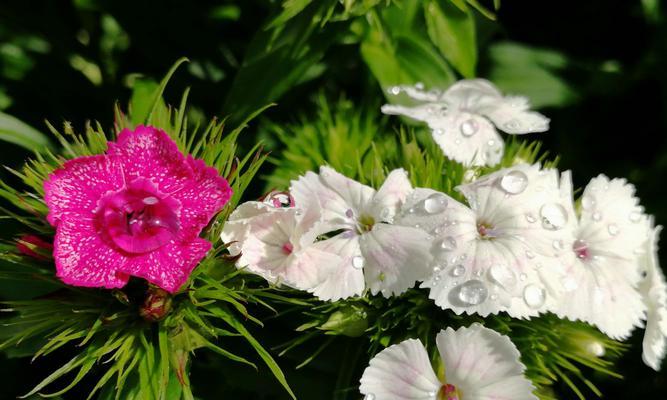 石竹花的象征意义及其美丽魅力（石竹花）