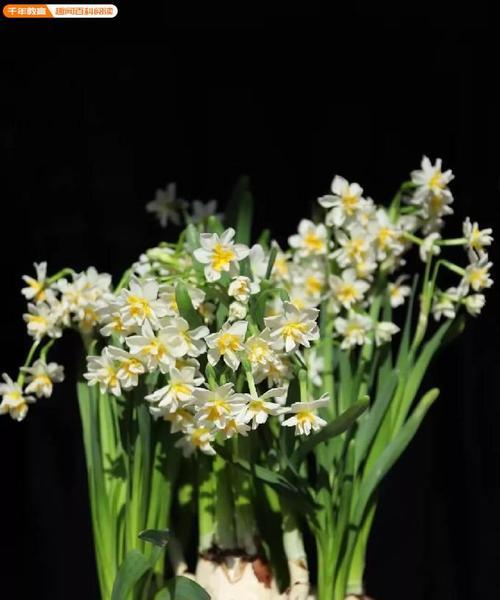 水仙花的寓意与象征（揭秘水仙花的传奇之旅）