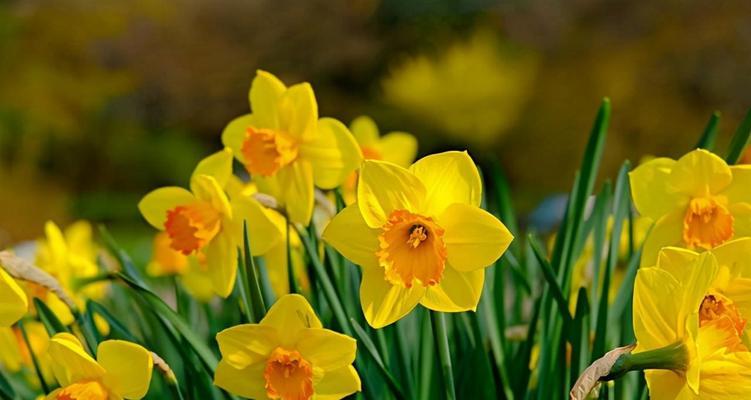 水仙花的花语与日本文化的关联（探寻水仙花在日本传统中所代表的象征意义）