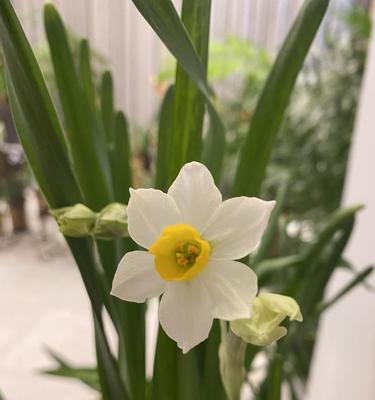 水仙花盛放，意蕴深远（花海中的清雅之美）