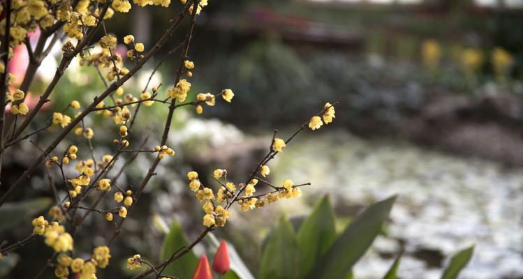 水仙梅花的寓意与美丽传说（寒冷中的坚持与希望——水仙梅花的成长之路）