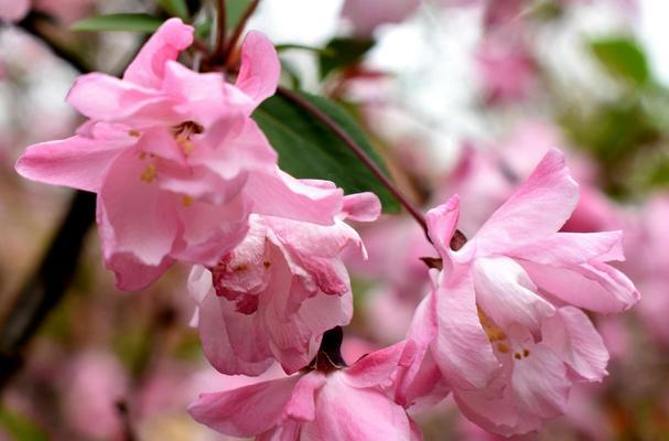 四季海棠花——永恒的美丽（花开如画）