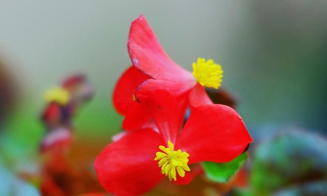 四季海棠花语（四季海棠的花语与生命意义）