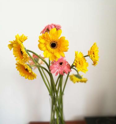 以太阳花（探索以太阳花的特性和花语）