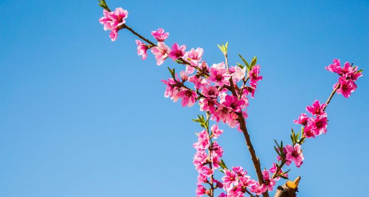 桃花的特点与魅力（桃花盛开的美丽与象征）