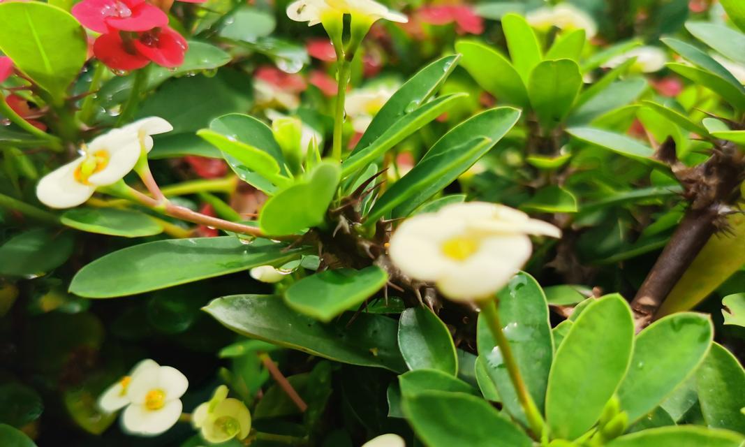 铁海棠花的花语——寄托生命之美（以铁海棠花的花语为窗）