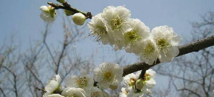 水梅花的最佳扦插时间（选择合适的季节）