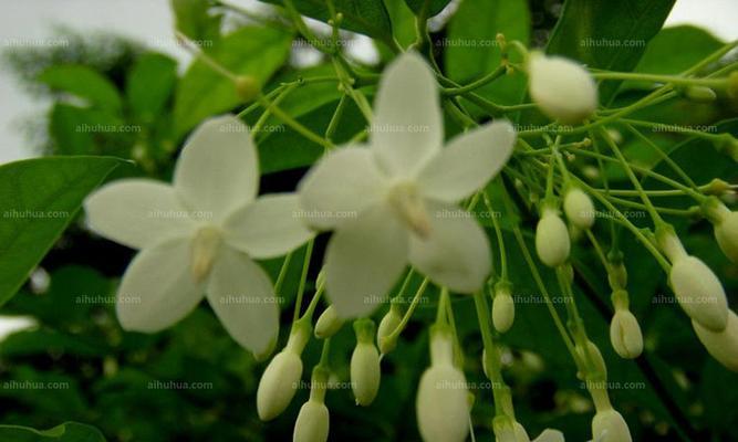 水梅花是多年生植物吗（揭秘水梅花的生长周期及栽培技巧）