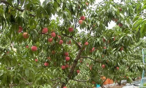 水蜜桃种植条件详解（气温）