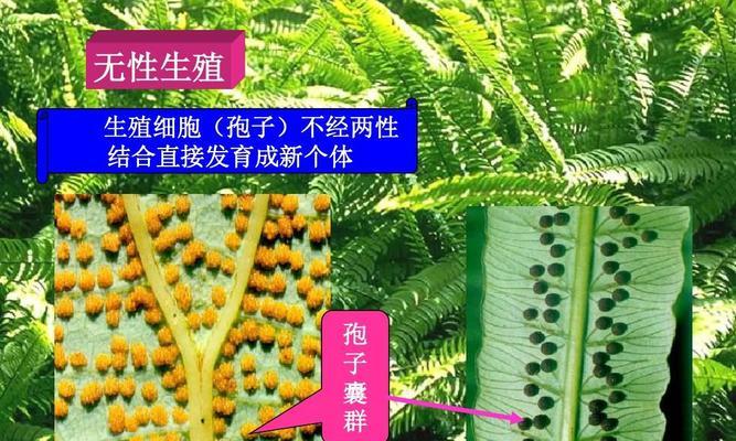 水绵是不是一种种子植物（探究水绵的植物分类与特点）