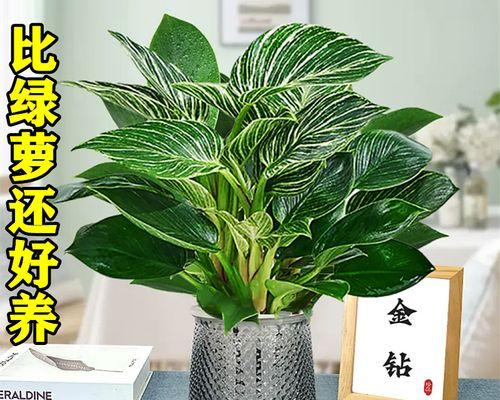 水培大叶植物的养护技巧（如何让水培大叶植物茁壮成长）